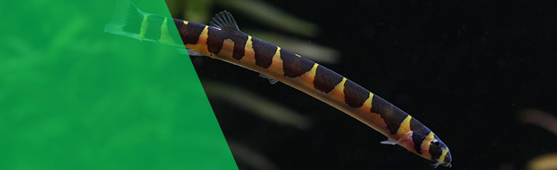 Poissons de fond pour aquarium